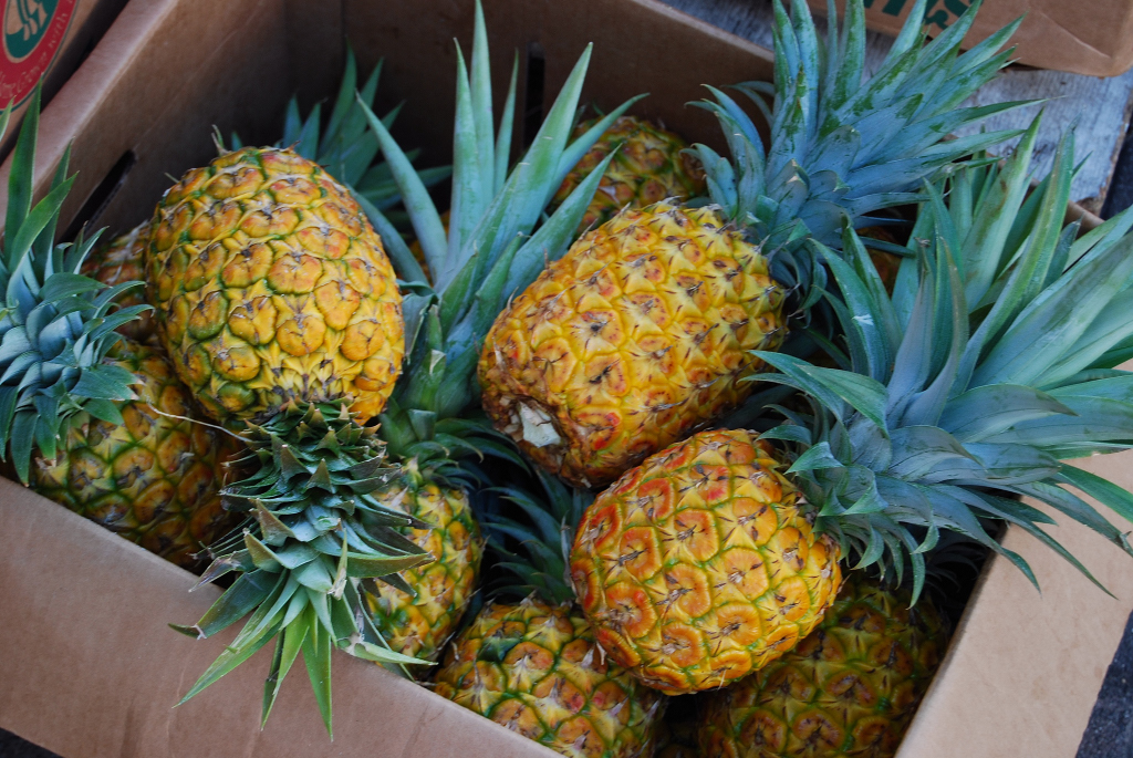 Pineapple plant in a warm pocket